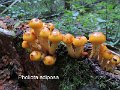 Pholiota adiposa-amf1430